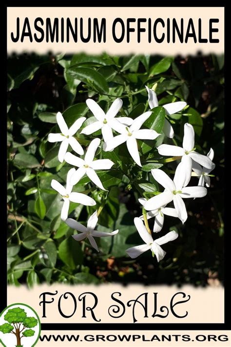 jasminum officinale for sale